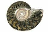One Side Polished, Pyritized Fossil Ammonite - Russia #174998-2